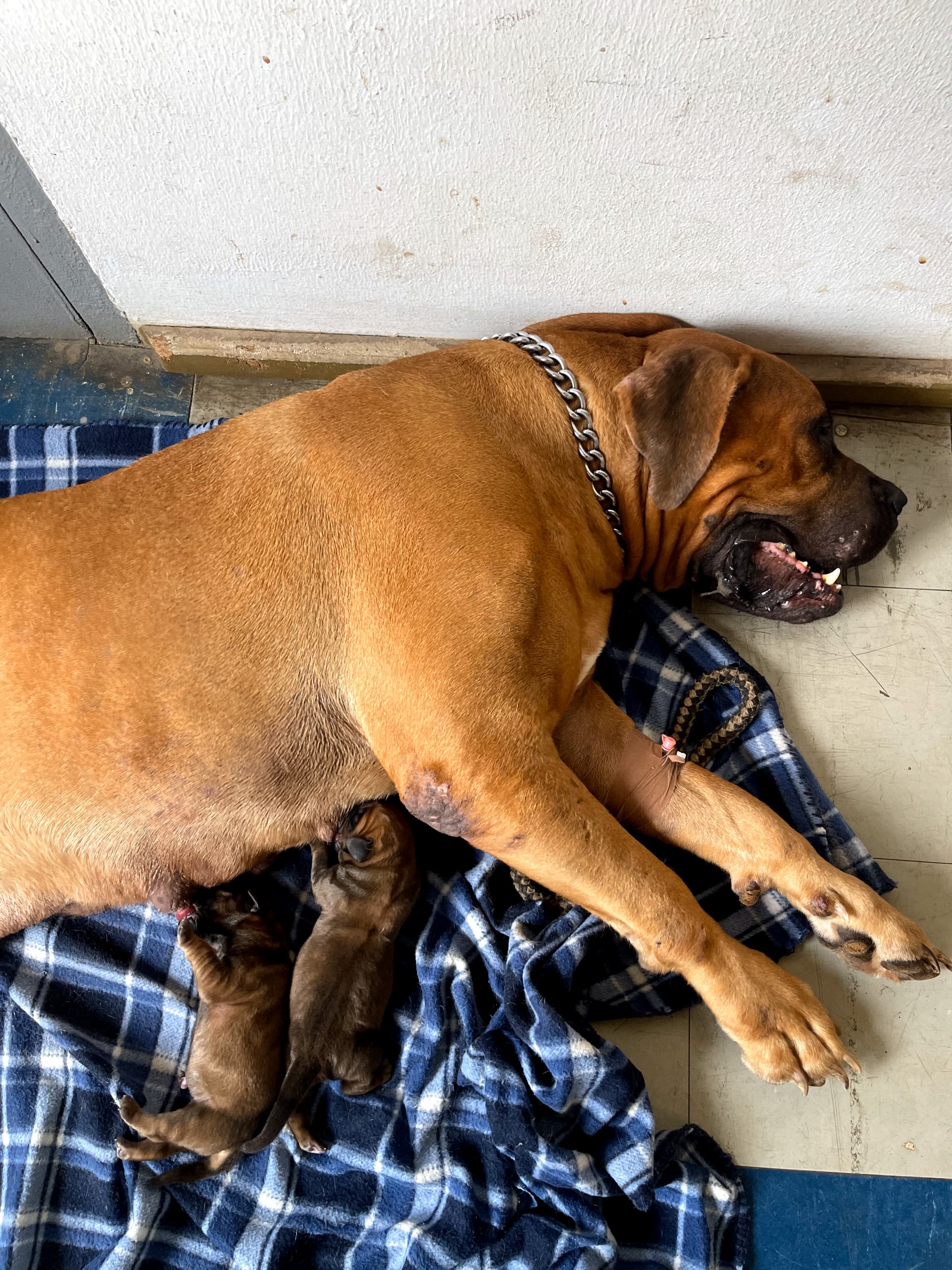 Breeding & Maternity