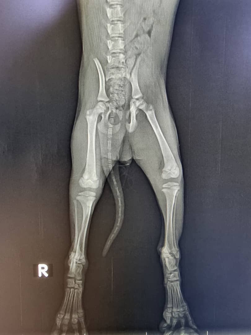 Pelvic & Hind Limb X-Ray